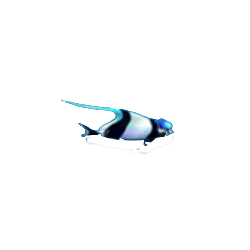 ปลาขาวดำ เกมยิงปลา Fish Haiba