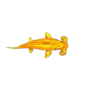 ฉลามหัวค้อนสีทอง
